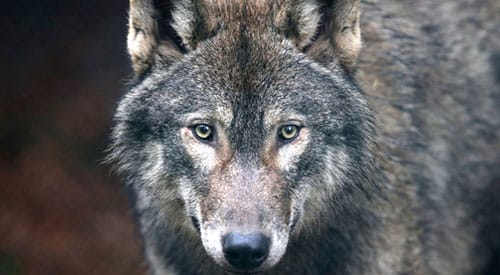 Lobo1