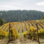 Visiting California's Amazing Vineyards